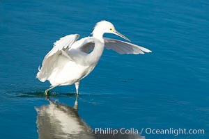 Snowy egret, Egretta thula, Bolsa Chica State Ecological Reserve, Huntington Beach, California