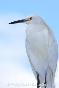 Snowy egret, Egretta thula, San Diego, California