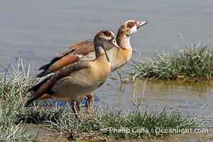 Egyptian Goose, Alopochen aegyptiaca, Amboseli National Park, Alopochen aegyptiaca