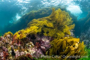 Various algae species sway with passing waves, including Stephanocystis dioica and Southern Sea Palm (Eisenia arborea), Stephanocystis dioica, Eisenia arborea, San Clemente Island