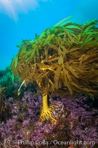 Southern sea palm, Eisenia arborea, Guadalupe Island (Isla Guadalupe)