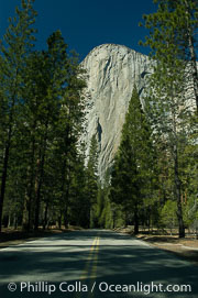 El Capitan and shaded road, Yosemite Valley, El Capitan, copyright Phillip Colla Natural History Photography, www.oceanlight.com, image #06968, all rights reserved worldwide.