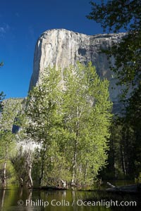 El Capitan rises above the Merced River, Yosemite Valley, Yosemite National Park, California
