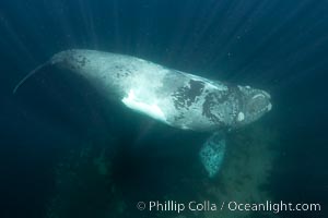 El Copulador, a well known male southern right whale in Argentina. El Copulador, "The Copulator", is a serious player in the southern right whale mating game.  He was a white calf and, while most white calves darked to near-black as they age, El Copulador has retained a distinctly light coloration.  He is often seen in mating and courtship groups and has likely successfully mated with many females over the years, Eubalaena australis, Puerto Piramides, Chubut