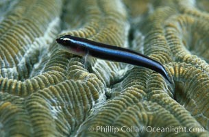 Neon goby, Elacatinus oceanops, Roatan