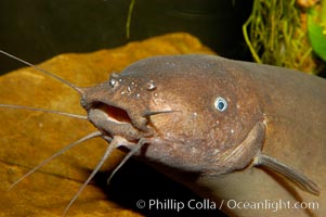Electric catfish, native to Africa, Malapterurus electricus