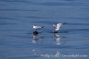 Elegant terns on a piece of elkhorn kelp.  Drifting patches or pieces of kelp provide valuable rest places for birds, especially those that are unable to land and take off from the ocean surface.  Open ocean near San Diego, Pelagophycus porra, Sterna elegans