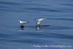 Elegant terns on a piece of elkhorn kelp.  Drifting patches or pieces of kelp provide valuable rest places for birds, especially those that are unable to land and take off from the ocean surface.  Open ocean near San Diego, Pelagophycus porra, Sterna elegans