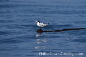 Elegant tern on a piece of elkhorn kelp.  Drifting patches or pieces of kelp provide valuable rest places for birds, especially those that are unable to land and take off from the ocean surface.  Open ocean near San Diego, Pelagophycus porra, Sterna elegans