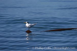 Elegant tern on a piece of elkhorn kelp.  Drifting patches or pieces of kelp provide valuable rest places for birds, especially those that are unable to land and take off from the ocean surface.  Open ocean near San Diego, Pelagophycus porra, Sterna elegans