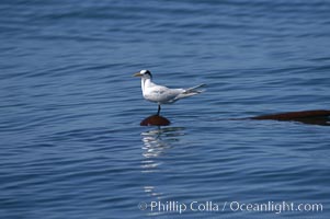 Elegant tern on a piece of elkhorn kelp.  Drifting patches or pieces of kelp provide valuable rest places for birds, especially those that are unable to land and take off from the ocean surface.  Open ocean near San Diego, Pelagophycus porra, Sterna elegans