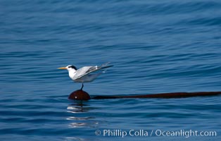 Elegant terns a on piece of elkhorn kelp.  Drifting patches or pieces of kelp provide valuable rest places for birds, especially those that are unable to land and take off from the ocean surface.  Open ocean near San Diego, Pelagophycus porra, Sterna elegans