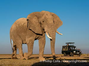 Elephant and Safari Vehicle, Amboseli National Park, Loxodonta africana