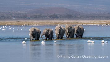 Elephant herd crossing Lake Kioko, Amboseli National Park, Loxodonta africana