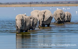 Elephant herd crossing Lake Kioko, Amboseli National Park, Loxodonta africana