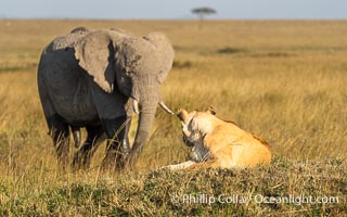 Elephant Intimidates Lion Masai Mara, Panthera leo, Maasai Mara National Reserve