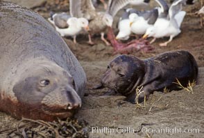 Northern elephant seal,  mother and neonate pup, gulls eating placenta, Mirounga angustirostris, Piedras Blancas, San Simeon, California