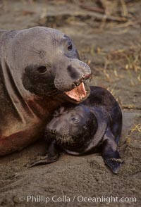 Northern elephant seal, cow/pup, Mirounga angustirostris, Piedras Blancas, San Simeon, California