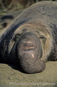 Northern elephant seal, mature bull, Mirounga angustirostris, Piedras Blancas, San Simeon, California