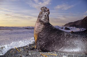 Northern elephant seal bull, Mirounga angustirostris, Gorda, Big Sur, California