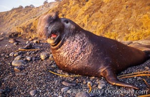 Northern elephant seal, Mirounga angustirostris, Gorda, Big Sur, California