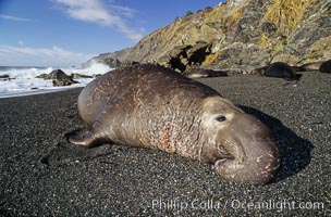 Northern elephant, adult male resting on beach, Mirounga angustirostris, Gorda, Big Sur, California