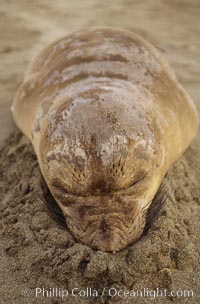 Juvenile Northern elephant seal sleeping on beach, Mirounga angustirostris, Piedras Blancas, San Simeon, California