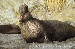 Northern elephant, adult male, territorial defense display, Mirounga angustirostris, Piedras Blancas, San Simeon, California