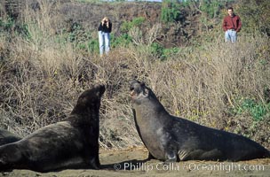 Tourists observing Northern elephant seals, Mirounga angustirostris, Piedras Blancas, San Simeon, California