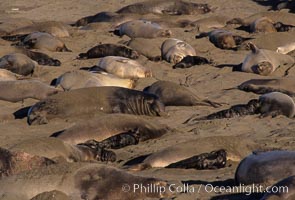 Northern elephant seal colony, hauled out mothers and pups in January, Mirounga angustirostris, Piedras Blancas, San Simeon, California