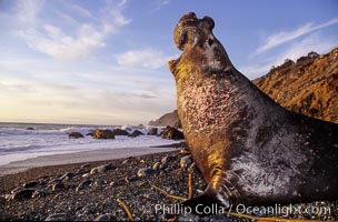 Northern elephant seal, sunset.  Scars on neck and chest are from territorial battles with other adult males. Big Sur.