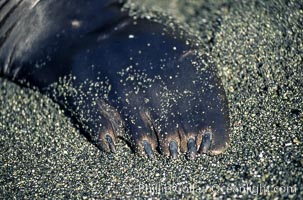 Foreflipper of a northern elephant seal, fingernails visible, Mirounga angustirostris, Piedras Blancas, San Simeon, California