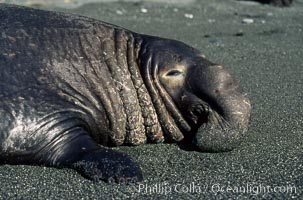 Northern elephant seal, adult male with large proboscis, Mirounga angustirostris, Piedras Blancas, San Simeon, California