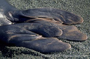 Hindflipper (tail) of a northern elephant seal, fingernails visible, Mirounga angustirostris, Piedras Blancas, San Simeon, California