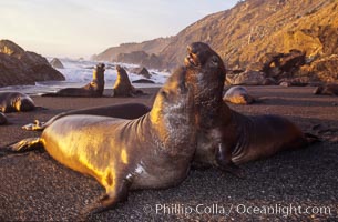 Northern elephant seals, Mirounga angustirostris, Gorda, Big Sur, California