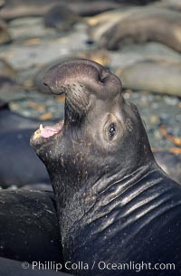 Northern elephant seal, Mirounga angustirostris, Piedras Blancas, San Simeon, California