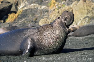 Northern elephant seal, adult male with large proboscis, Mirounga angustirostris, Piedras Blancas, San Simeon, California