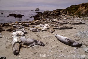 Juvenile northern elephant seals, Mirounga angustirostris, Piedras Blancas, San Simeon, California