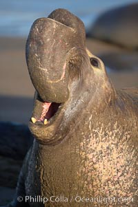 Bull elephant seal, adult male, bellowing. Its huge proboscis is characteristic of male elephant seals. Scarring from combat with other males.  Central California, Mirounga angustirostris, Piedras Blancas, San Simeon