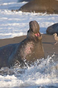 Bull elephant seal in surf, adult male, bellowing. Its huge proboscis is characteristic of male elephant seals. Scarring from combat with other males.  Central California, Mirounga angustirostris, Piedras Blancas, San Simeon