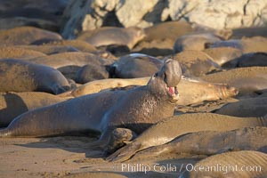 A bull elephant seal rears up on his foreflippers and bellows, warning nearby males not to enter his beach territory.  He is surrounded by smaller females, many of which comprise his harem.  Sandy beach rookery, winter, Central California, Mirounga angustirostris, Piedras Blancas, San Simeon