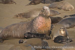 A bull elephant seal rears up on his foreflippers and bellows, warning nearby males not to enter his beach territory.  He is surrounded by smaller females (and several black pups) which comprise his harem.  Sandy beach rookery, winter, Central California, Mirounga angustirostris, Piedras Blancas, San Simeon