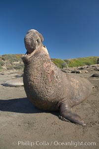 Male elephant seal rears up on its foreflippers and bellows to intimidate other males and to survey its beach territory.  Winter, Central California, Mirounga angustirostris, Piedras Blancas, San Simeon