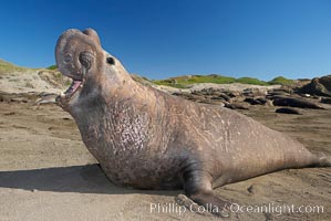 Male elephant seal rears up on its foreflippers and bellows to intimidate other males and to survey its beach territory.  Winter, Central California, Mirounga angustirostris, Piedras Blancas, San Simeon