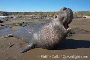 Male elephant seal rears up on its foreflippers and bellows to intimidate other males and to survey its beach territory.  Winter, Central California, Mirounga angustirostris, Piedras Blancas, San Simeon