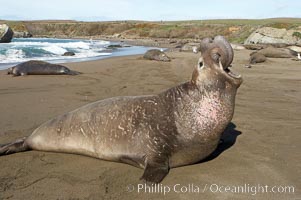 Male elephant seal rears up on its foreflippers and bellows to intimidate other males and to survey its beach territory.  Winter, Central California, Mirounga angustirostris, Piedras Blancas, San Simeon