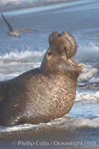 Bull elephant seal in surf, adult male, bellowing. Its huge proboscis is characteristic of male elephant seals. Scarring from combat with other males.  Central California, Mirounga angustirostris, Piedras Blancas, San Simeon