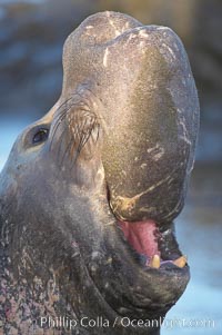 Bull elephant seal, adult male, bellowing. Its huge proboscis is characteristic of male elephant seals. Scarring from combat with other males.  Central California, Mirounga angustirostris, Piedras Blancas, San Simeon