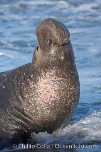 Bull elephant seal, adult male, bellowing. Its huge proboscis is characteristic of male elephant seals. Scarring from combat with other males.  Central California, Mirounga angustirostris, Piedras Blancas, San Simeon