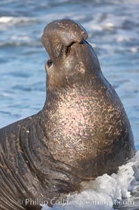 Bull elephant seal, adult male, bellowing. Its huge proboscis is characteristic of male elephant seals. Scarring from combat with other males.  Central California, Mirounga angustirostris, Piedras Blancas, San Simeon